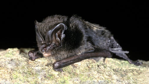 Barbastelle bat (Barbastella barbastellus)